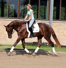 dressage stretch